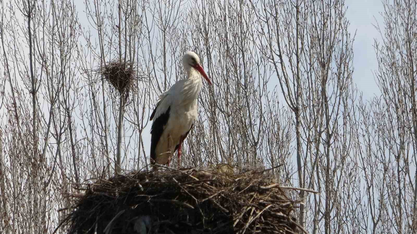 Hasköy’de leylekler aynı güzergahta 18 yuvayı doldurdu
