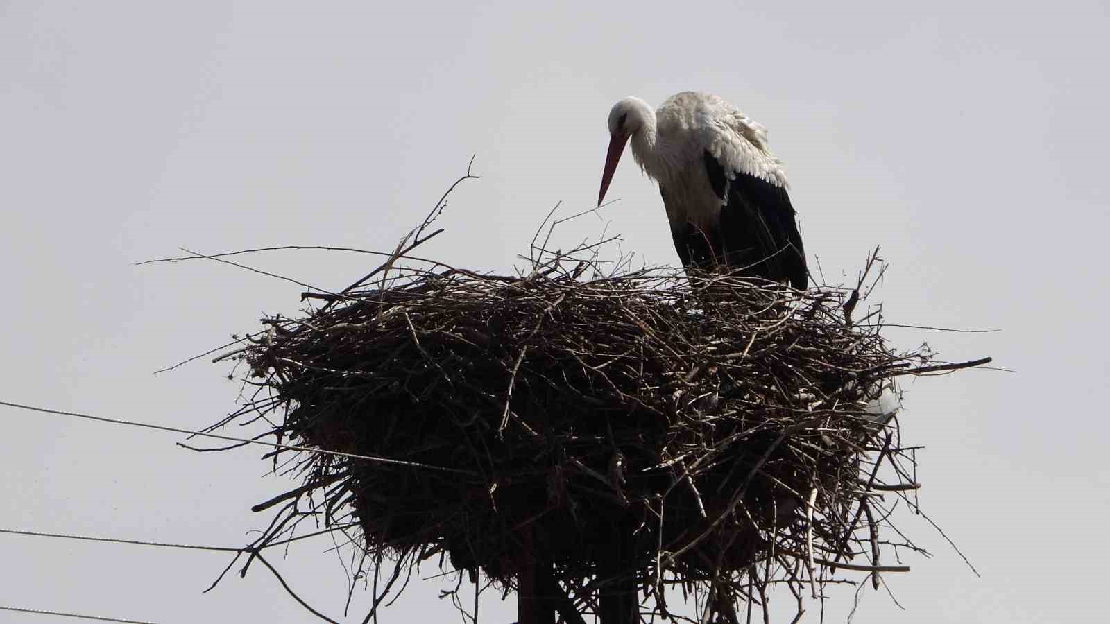Hasköy’de leylekler aynı güzergahta 18 yuvayı doldurdu
