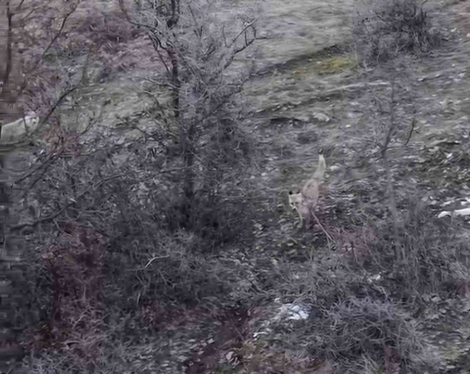 Hasköy’de tilkilerin dron ile imtihanı
