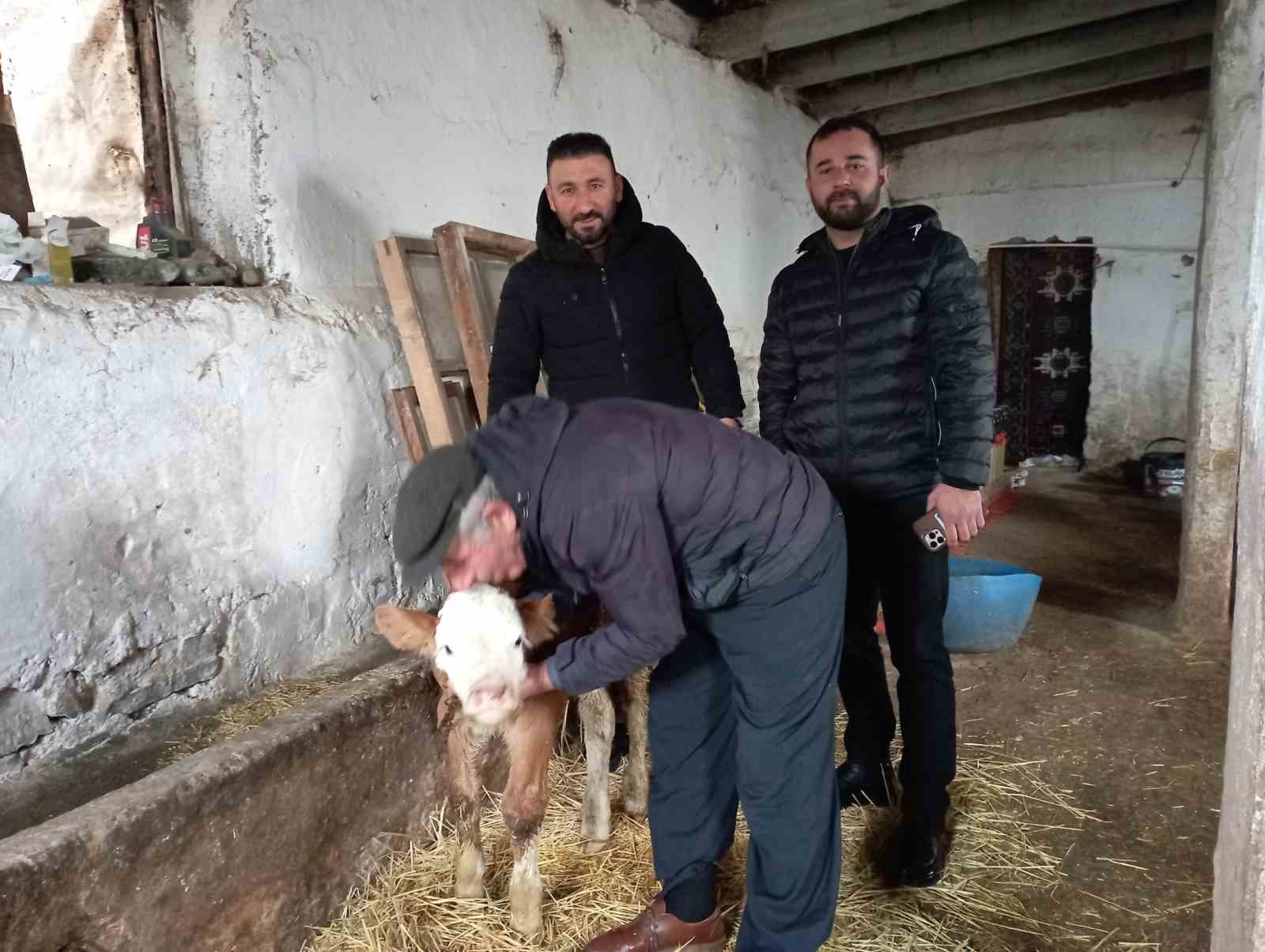 Hasta buzağıya evinde baktı
