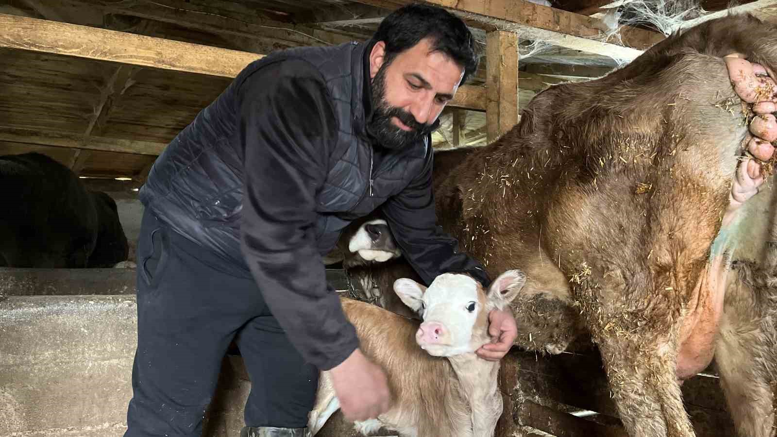 Hasta doğan buzağıları buhar makinesiyle hayatta tutuyor
