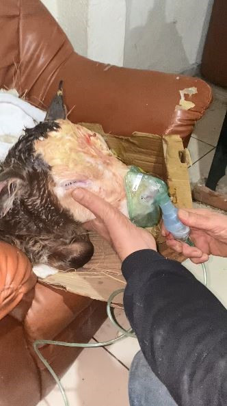 Hasta doğan buzağıları buhar makinesiyle hayatta tutuyor
