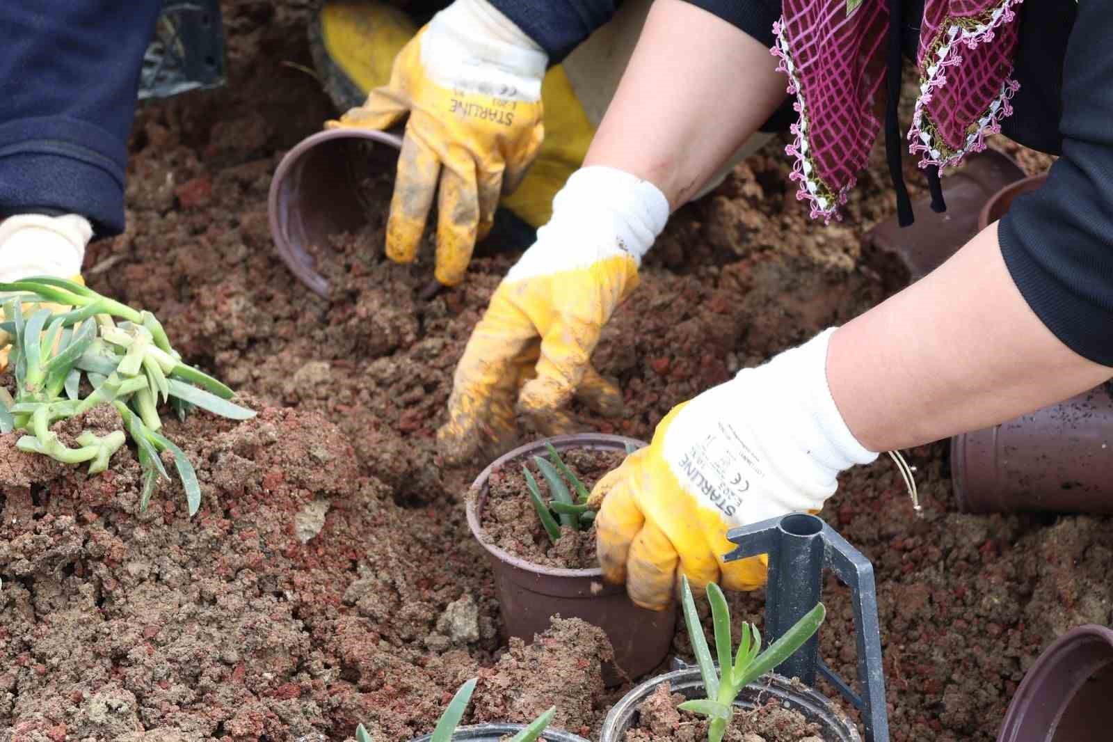 Hatay Büyükşehir Belediyesi bitkide dışa bağımlılığı en aza indirmeyi hedefliyor
