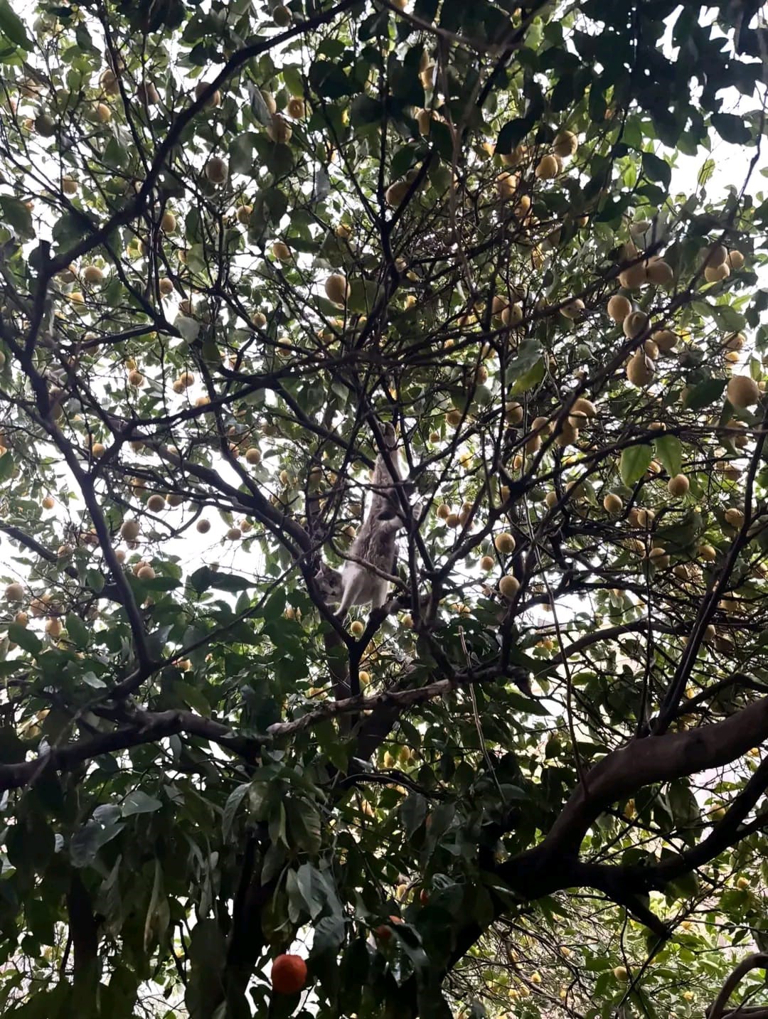 Hatay’da ağaca takılan kediyi itfaiye kurtardı
