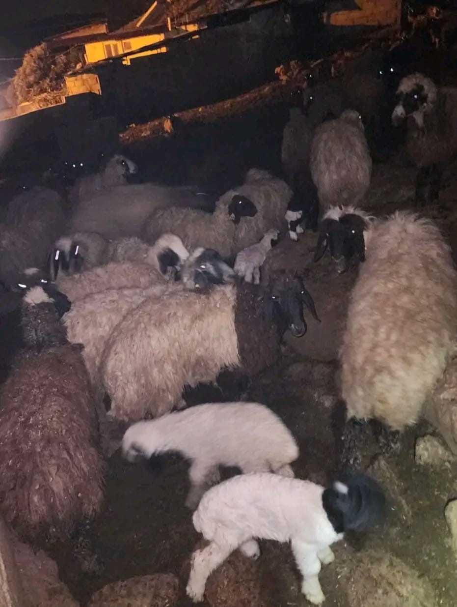 Hatay’da ahırda korkutan yangın
