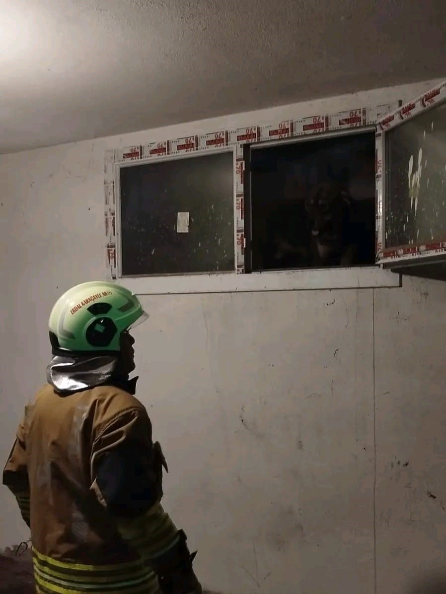 Hatay’da havalandırma boşluğuna düşen köpek kurtarıldı
