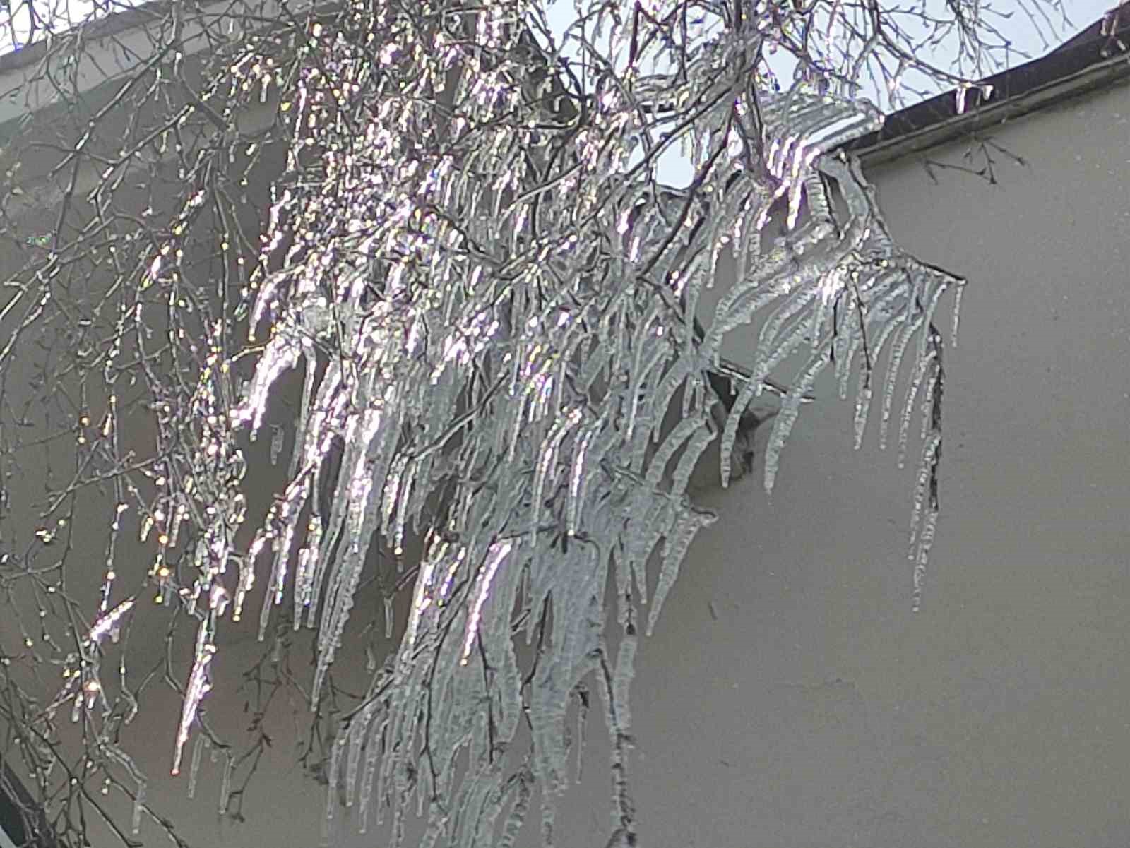 Hava sıcaklığı eksi 10’a düştü, ağaç dalları dondu
