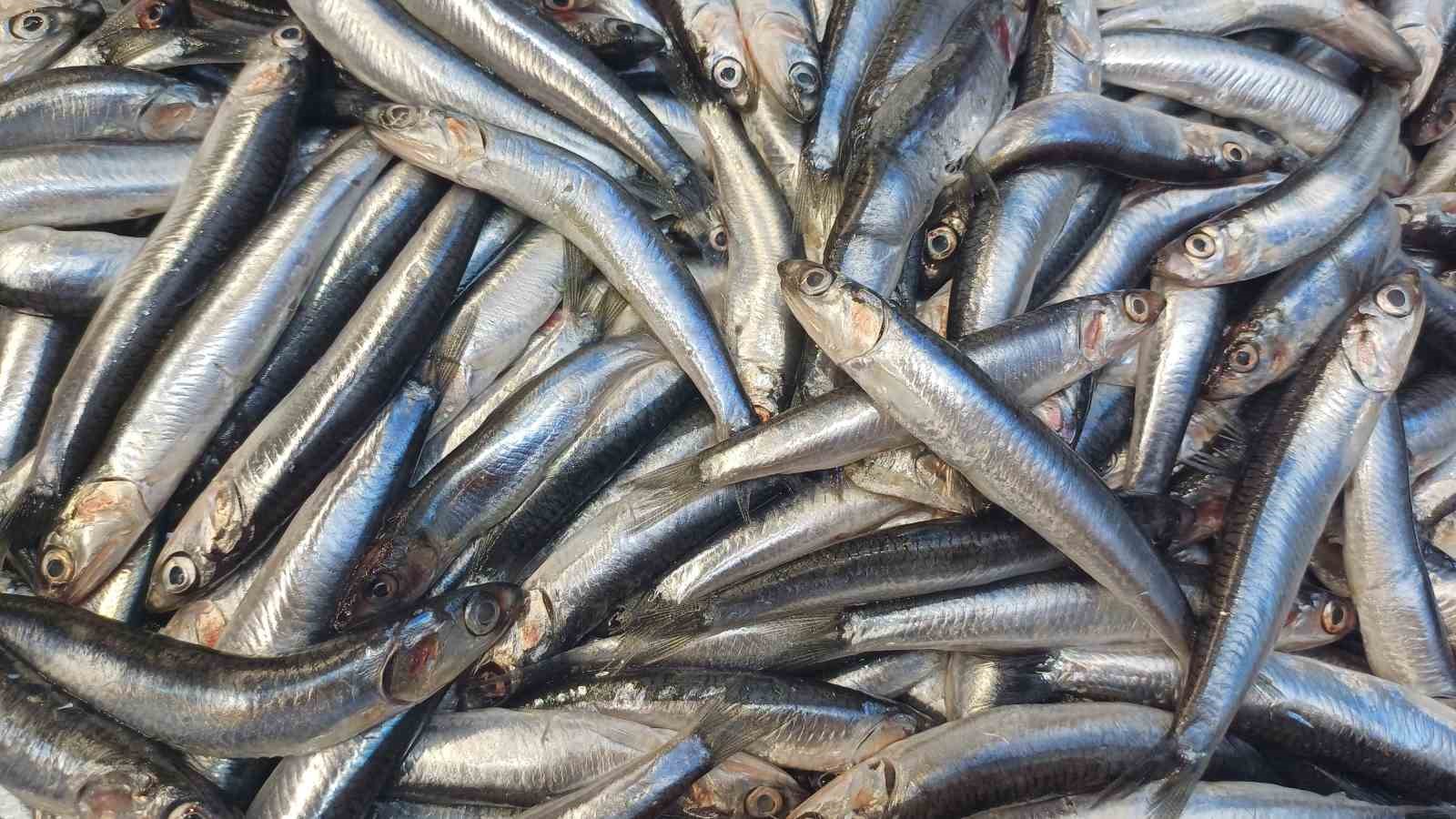 Hava soğudu hamsi geri döndü
