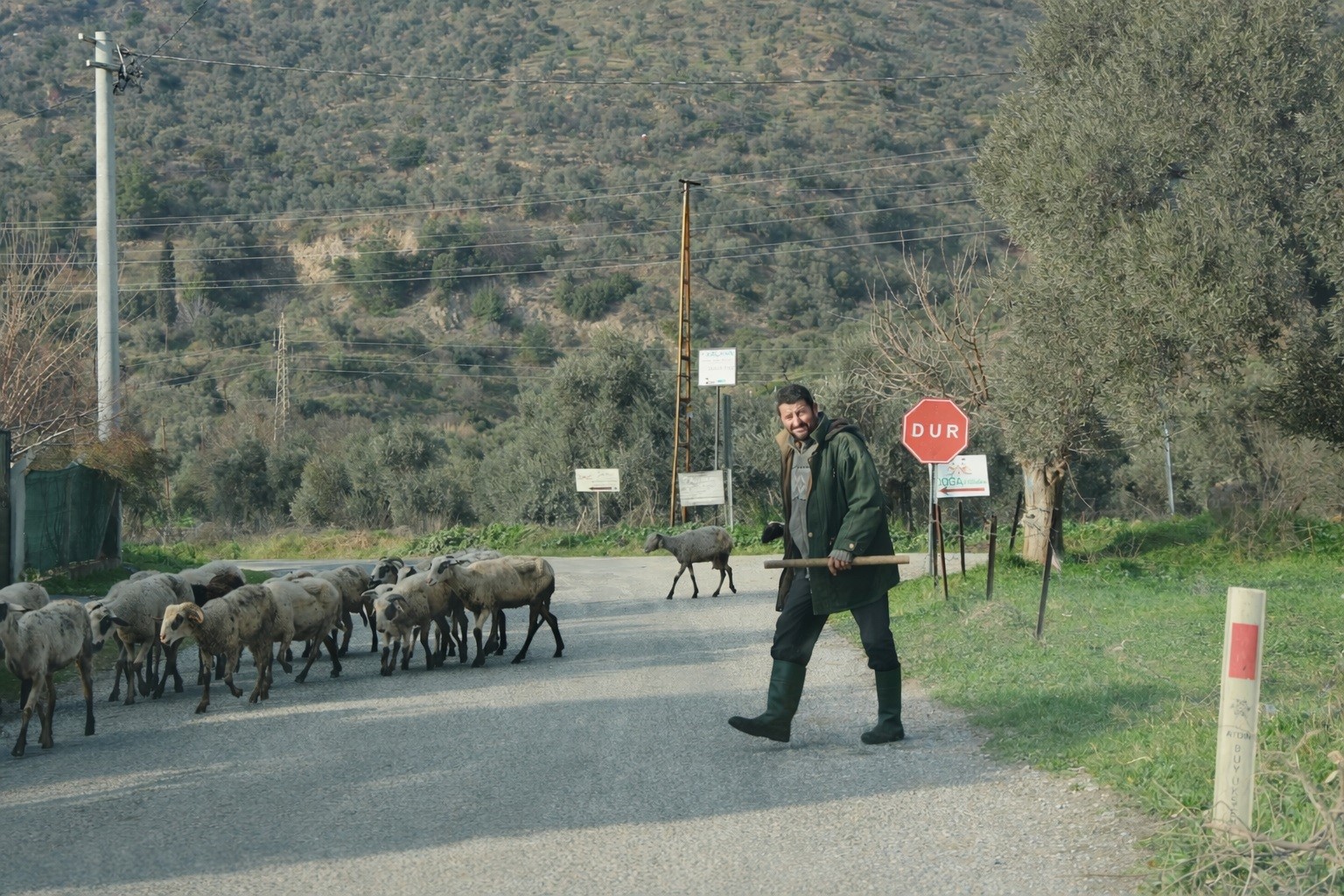 Havalar ısındı, sürüler doğaya salındı
