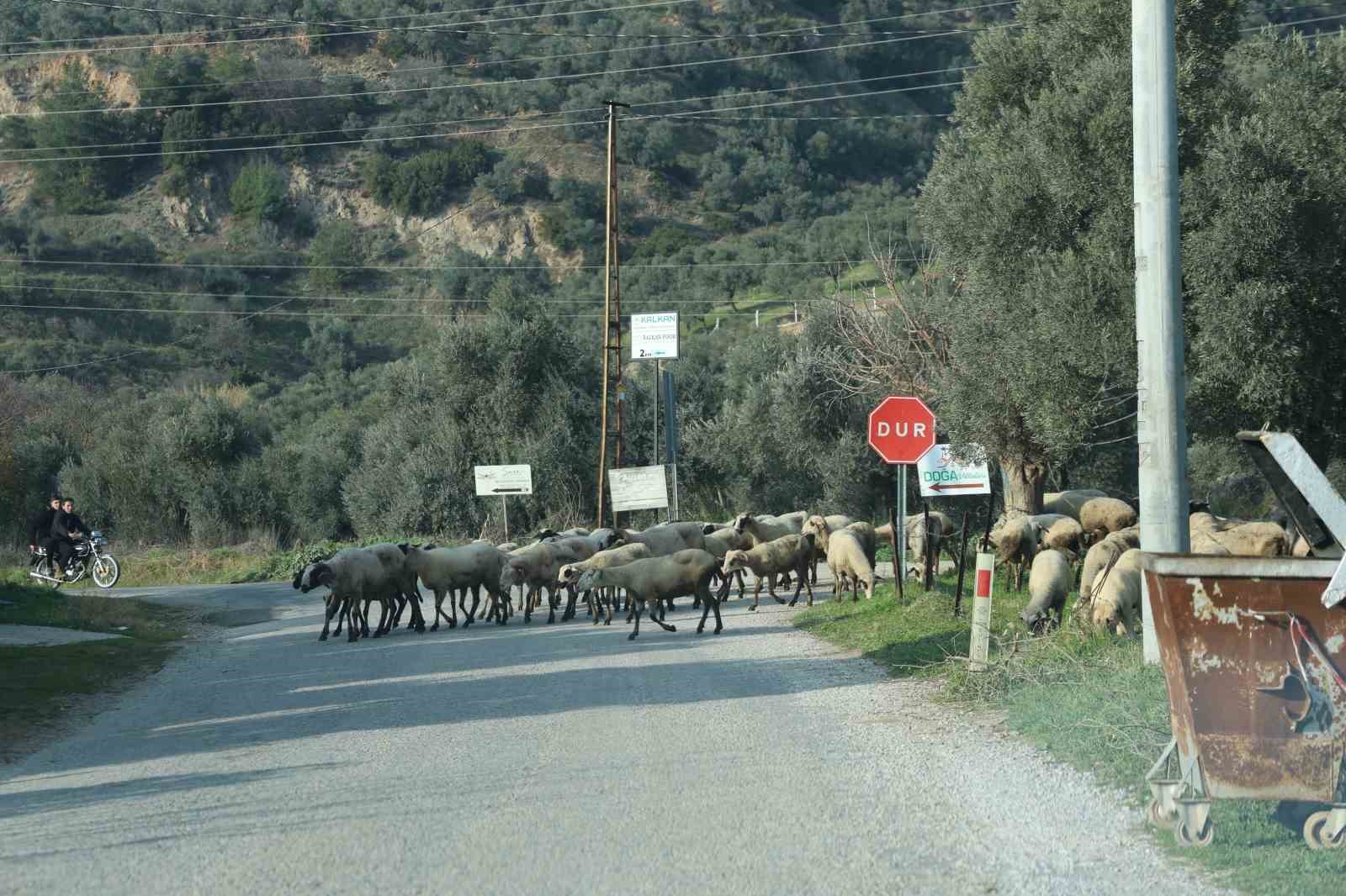 Havalar ısındı, sürüler doğaya salındı

