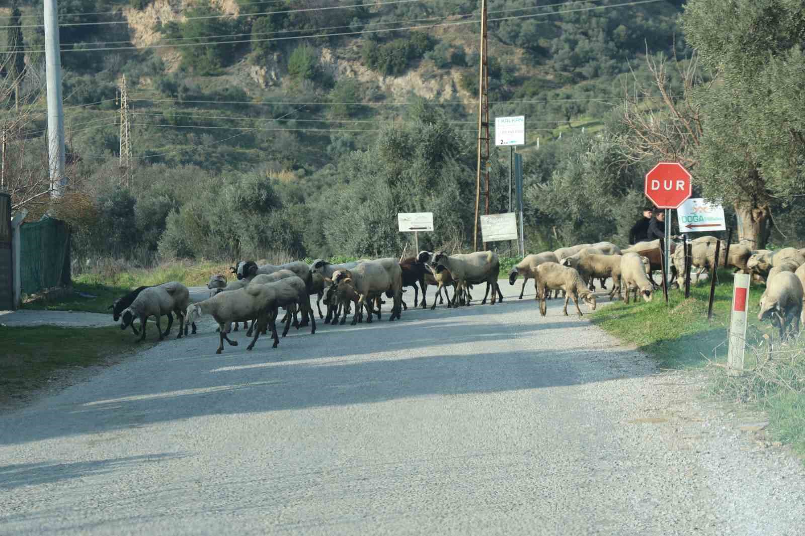 Havalar ısındı, sürüler doğaya salındı
