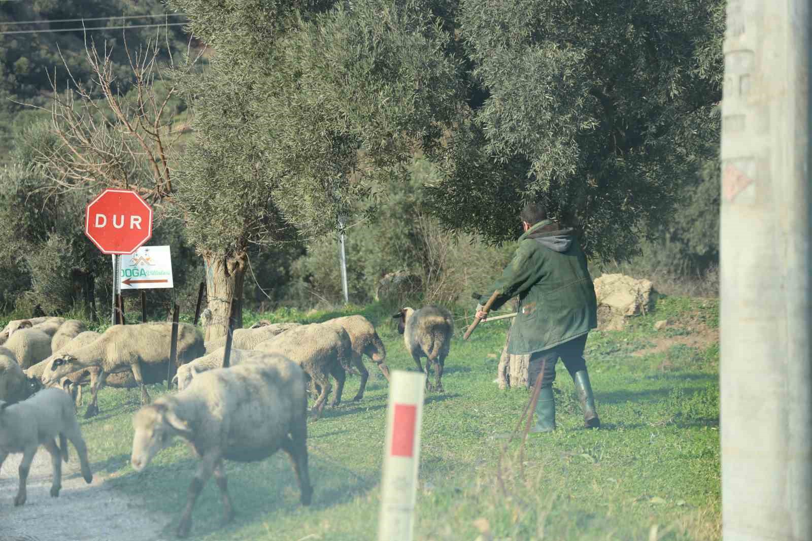 Havalar ısındı, sürüler doğaya salındı
