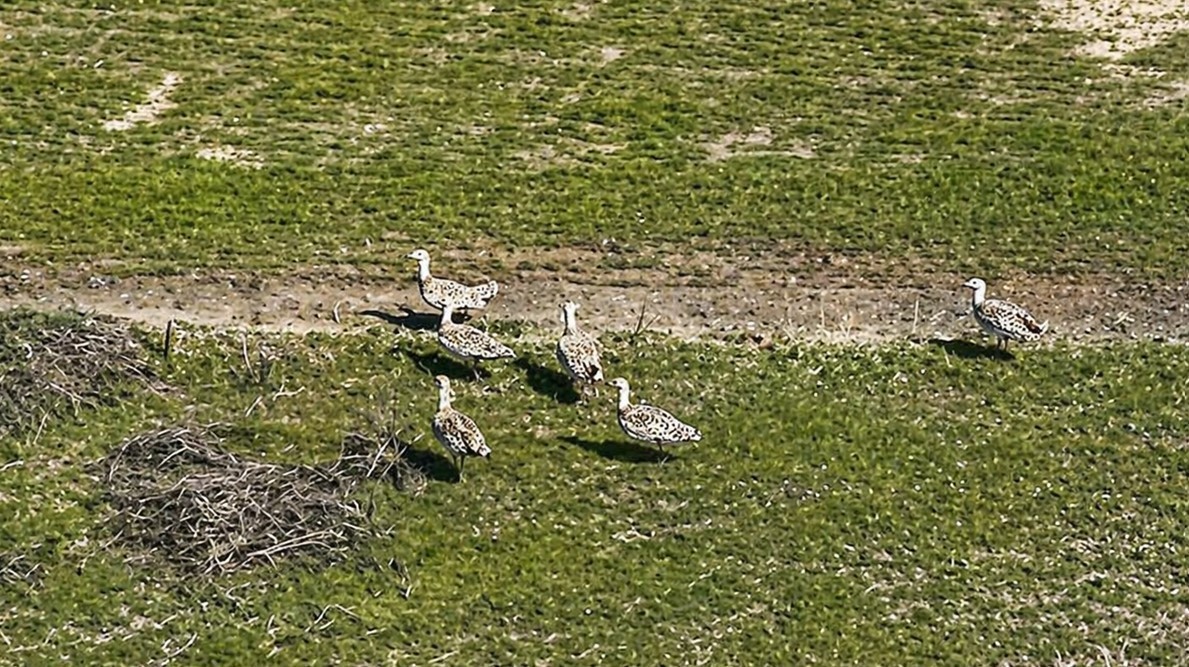 Havaların ısınmasıyla Muş’a toy kuşları gelmeye başladı
