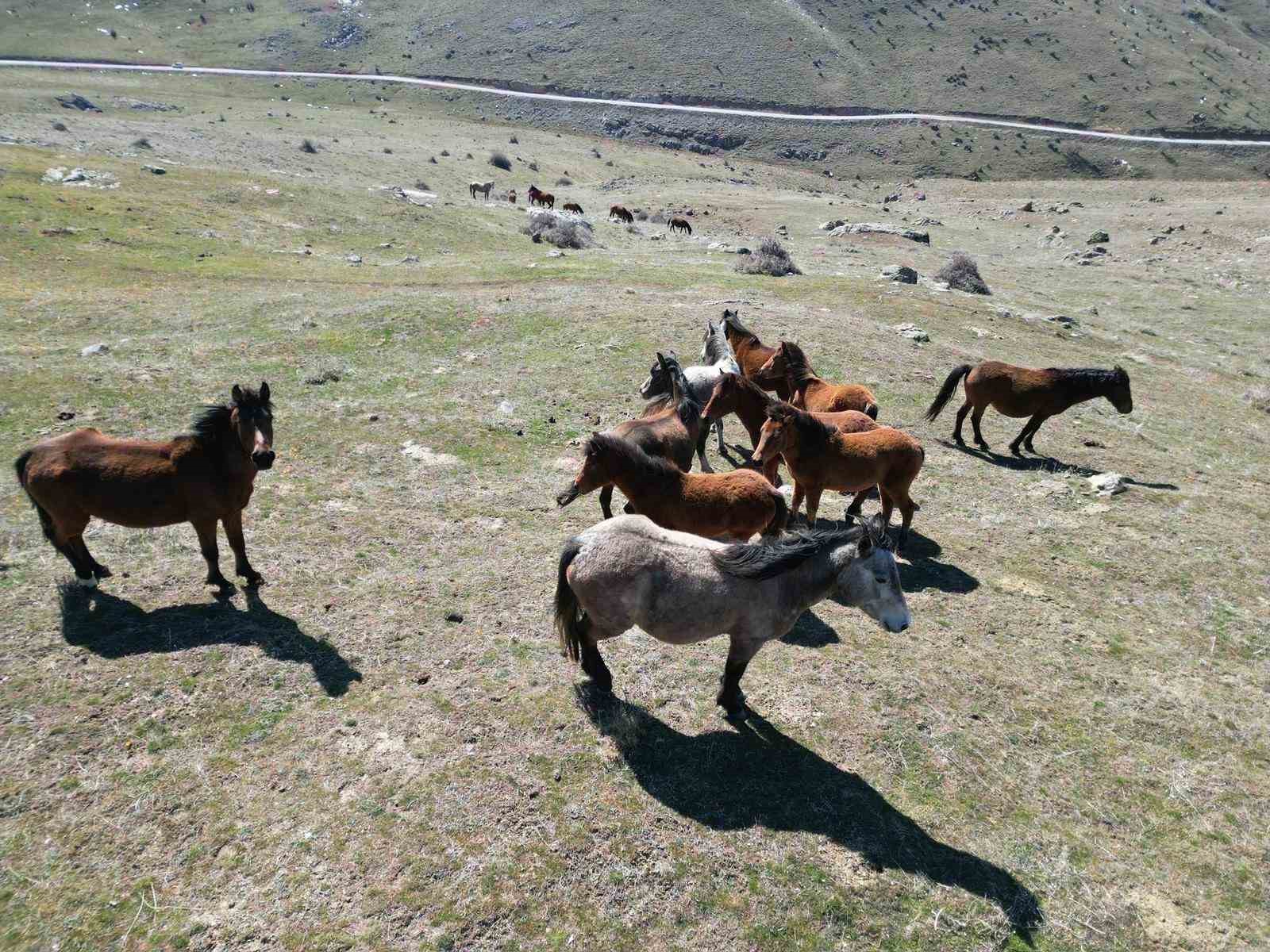 Havanın ısınmasıyla yılkı atlarının hareketliliği arttı
