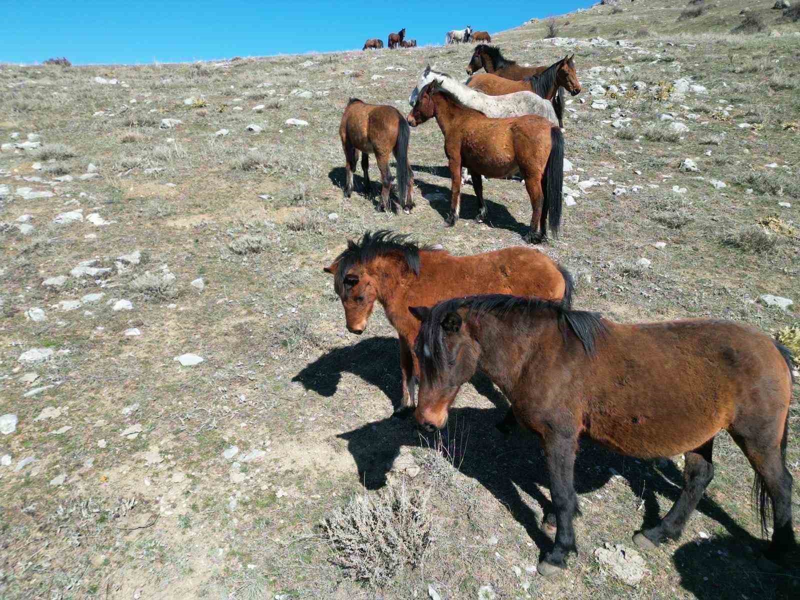 Havanın ısınmasıyla yılkı atlarının hareketliliği arttı

