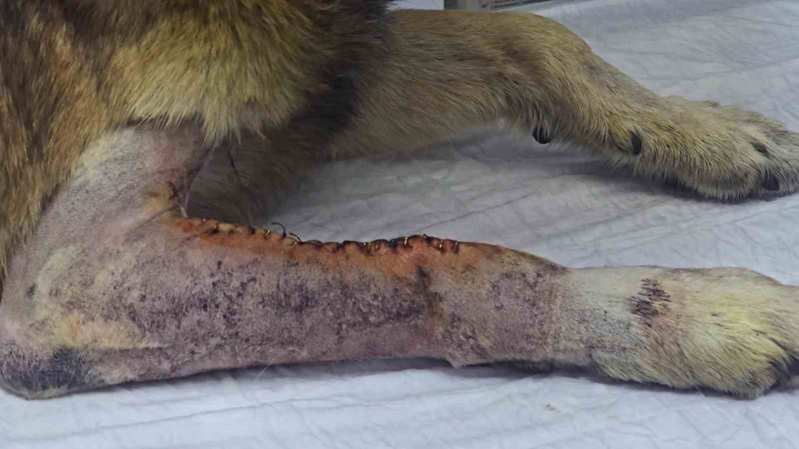 Havladığı için 4 kurşunla vurulan köpek hayata tutundu; Adını "Kurşun" koydular
