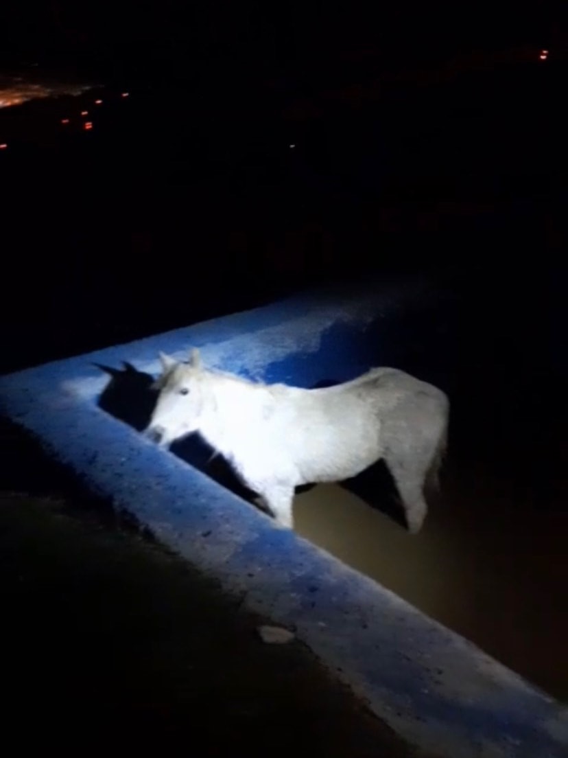 Havuza düşerek mahsur kalan atı itfaiyeciler kurtardı
