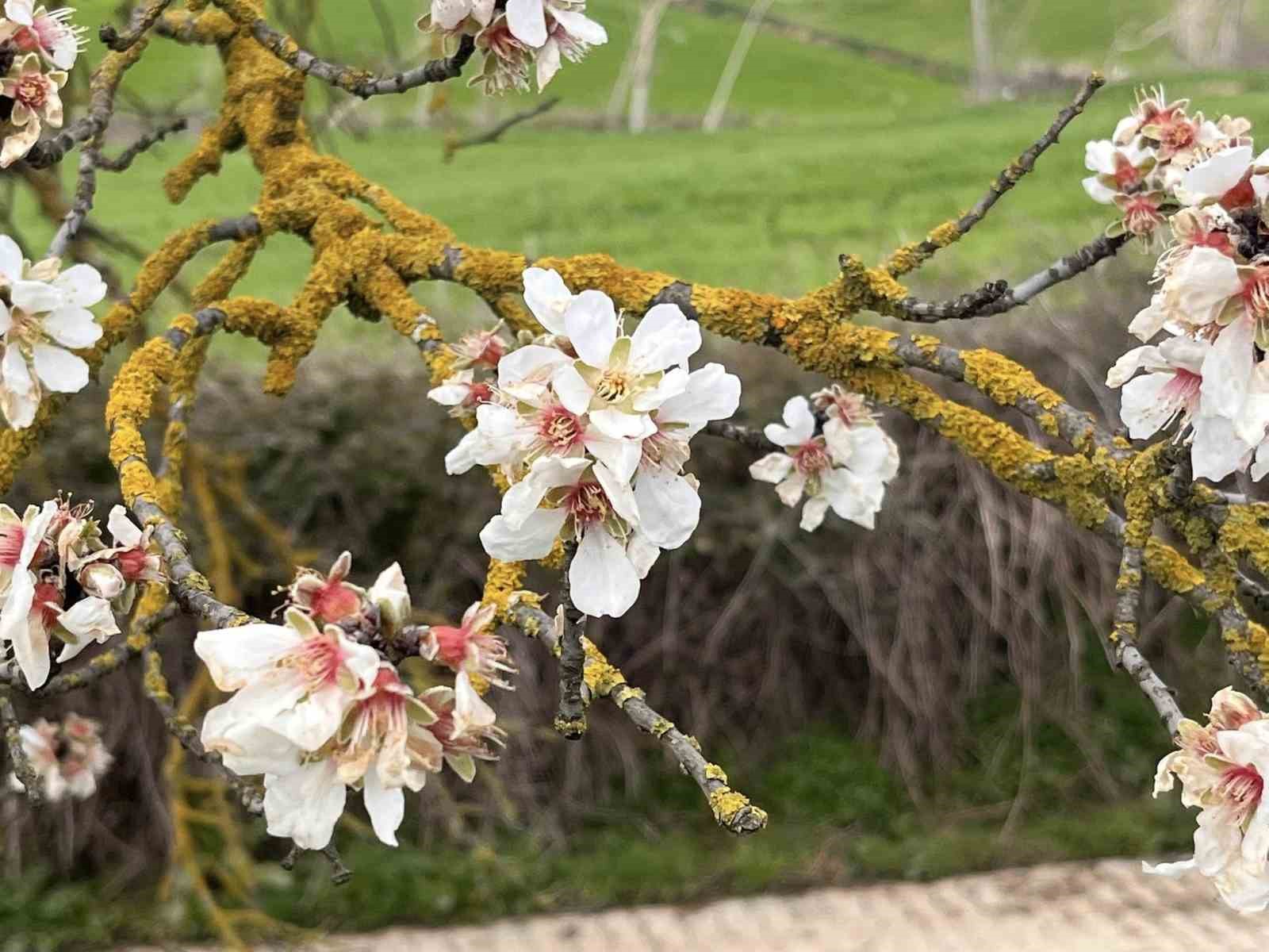 Hayrabolu’da badem ağaçları erken çiçek açtı
