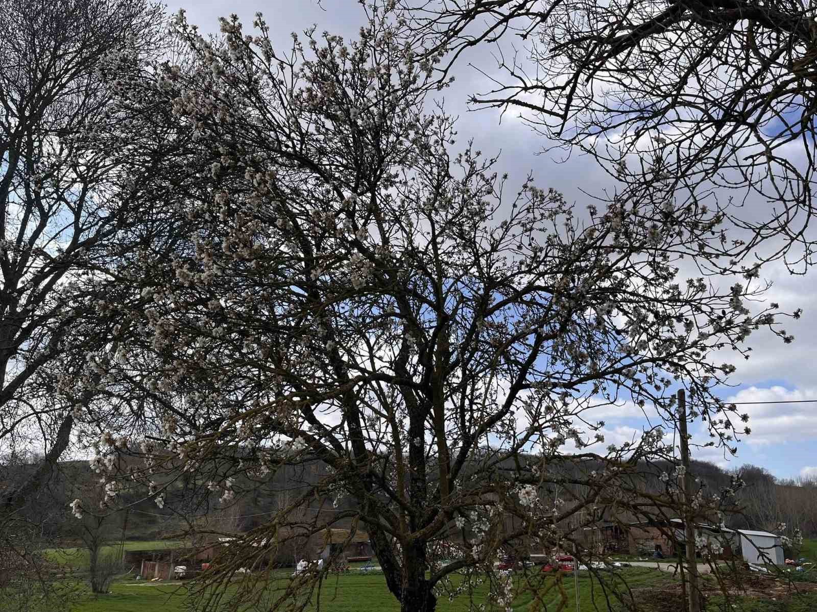 Hayrabolu’da badem ağaçları erken çiçek açtı
