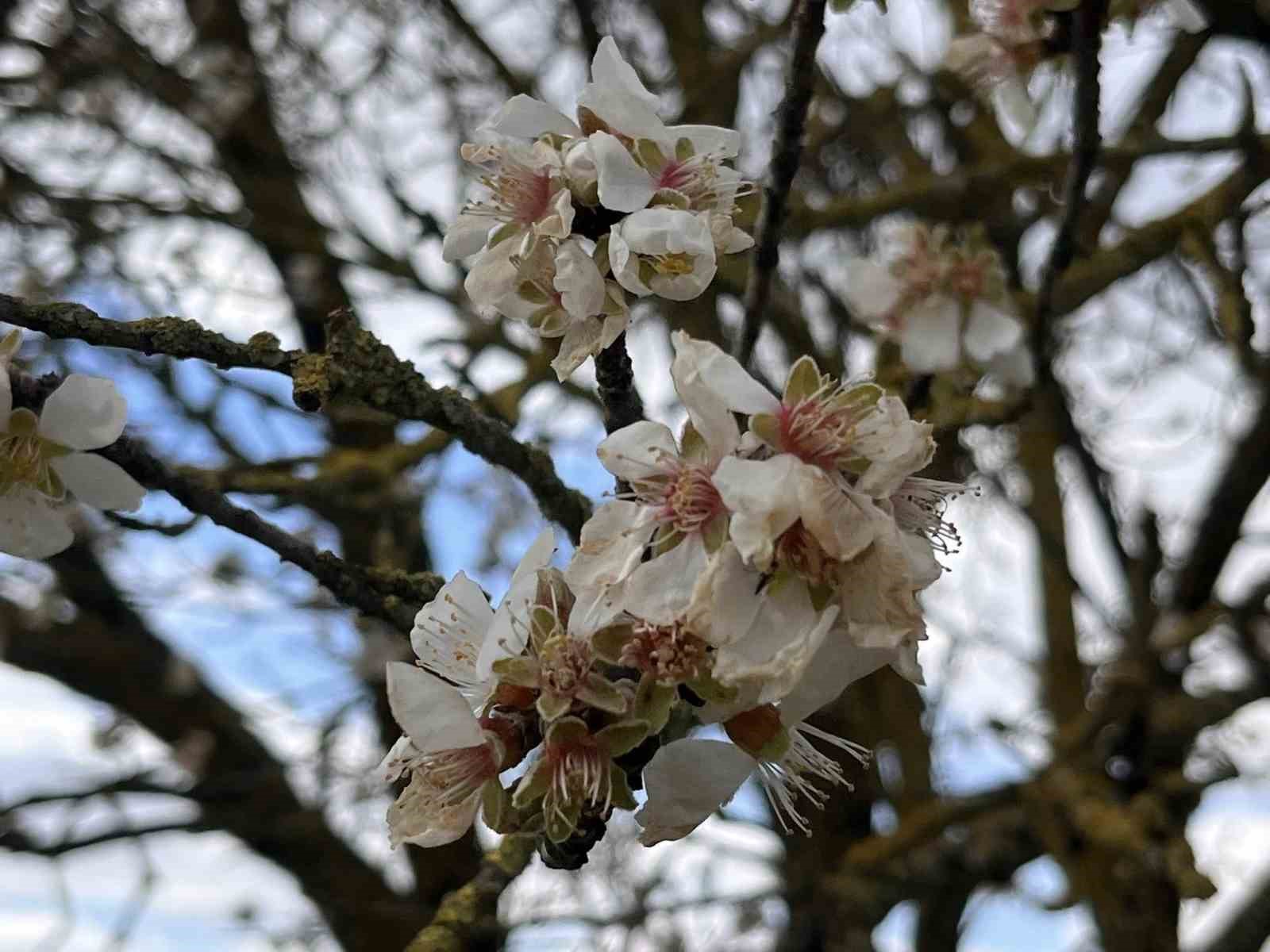 Hayrabolu’da badem ağaçları erken çiçek açtı
