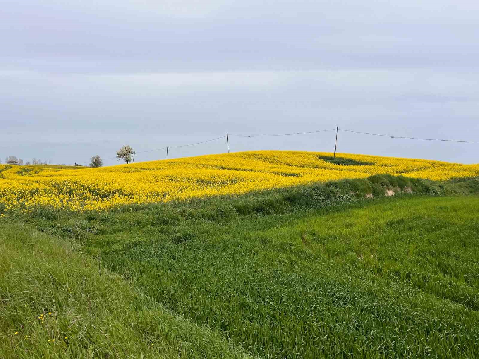 Hayrabolu’da bu yıl 21 bin dekar alanda kanola ekimi yapıldı
