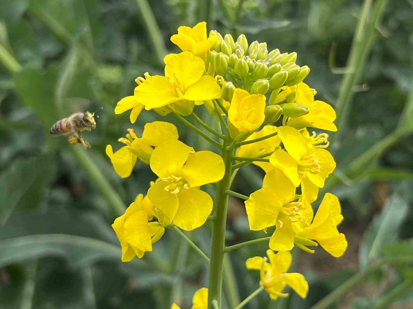 Hayrabolu’da bu yıl 21 bin dekar alanda kanola ekimi yapıldı
