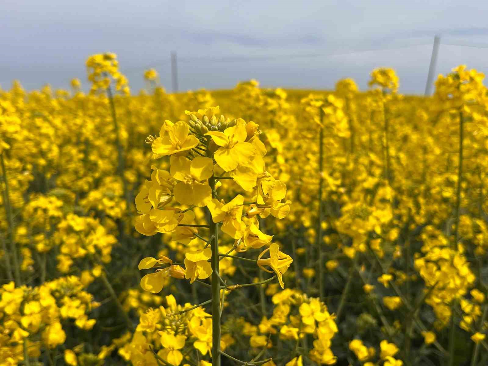 Hayrabolu’da çiçek açan ’Sarı Gelin’, rengiyle büyülüyor
