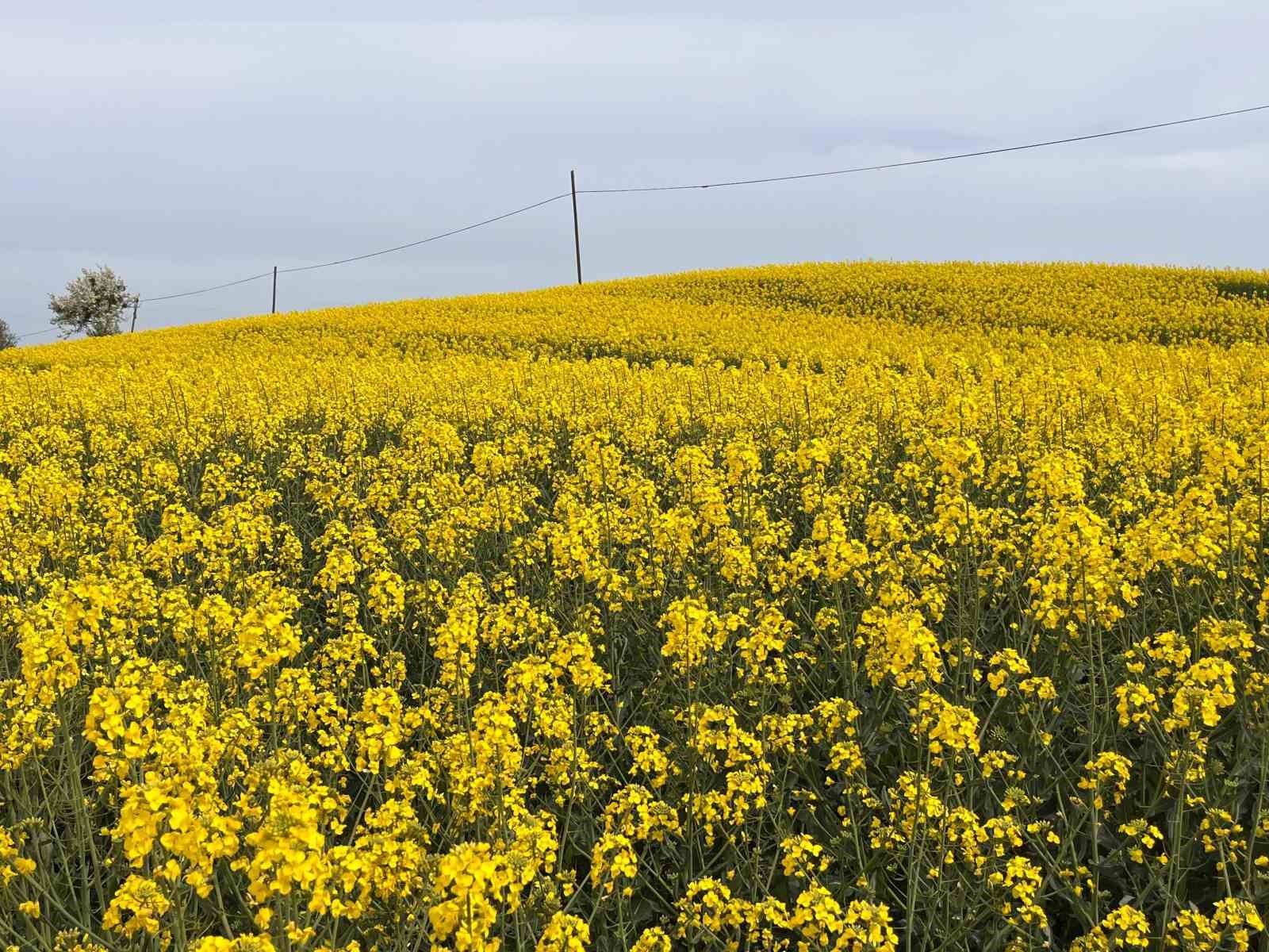 Hayrabolu’da çiçek açan ’Sarı Gelin’, rengiyle büyülüyor
