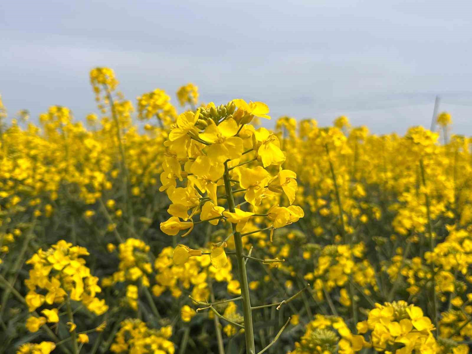 Hayrabolu’da çiçek açan ’Sarı Gelin’, rengiyle büyülüyor
