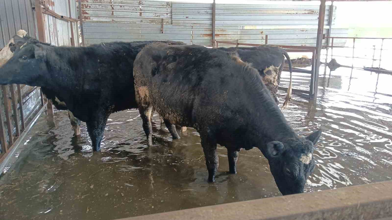 Hayvan damları sular altında kaldı, hayvanlar tahliye ediliyor
Hayvan damları sular altında kaldı, hayvanlar tahliye ediliyor