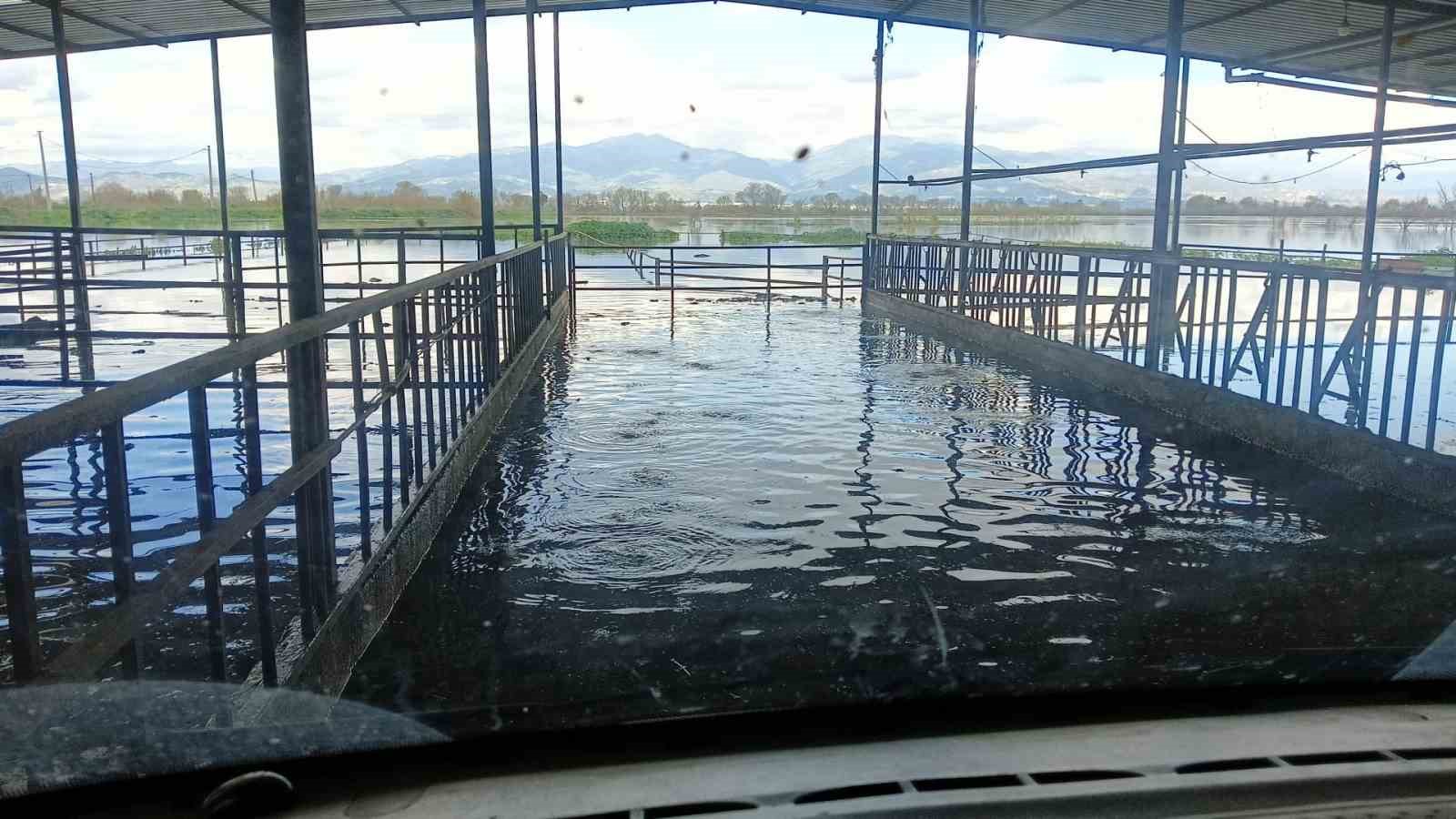 Hayvan damları sular altında kaldı, hayvanlar tahliye ediliyor
Hayvan damları sular altında kaldı, hayvanlar tahliye ediliyor