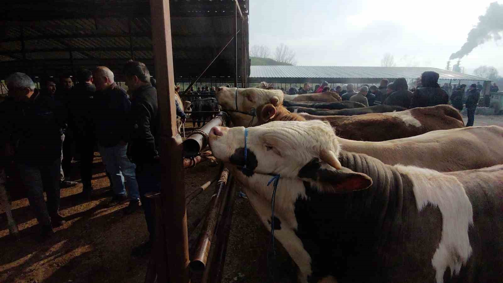 Hayvan pazarında hararetli pazarlık kamerada
