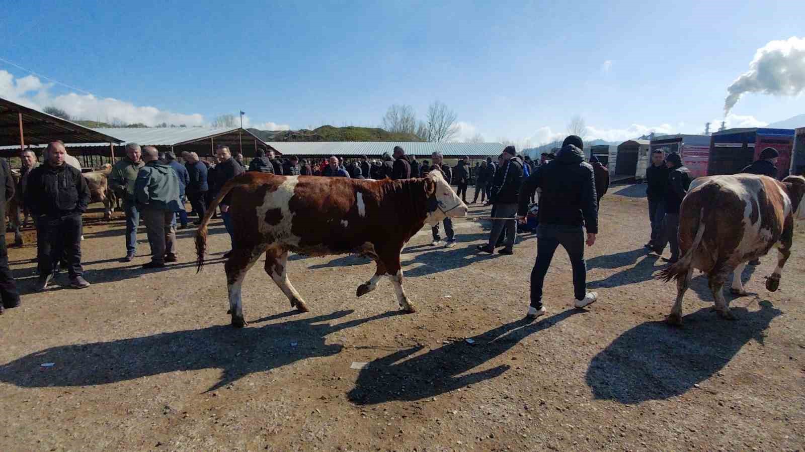 Hayvan pazarında hararetli pazarlık kamerada
