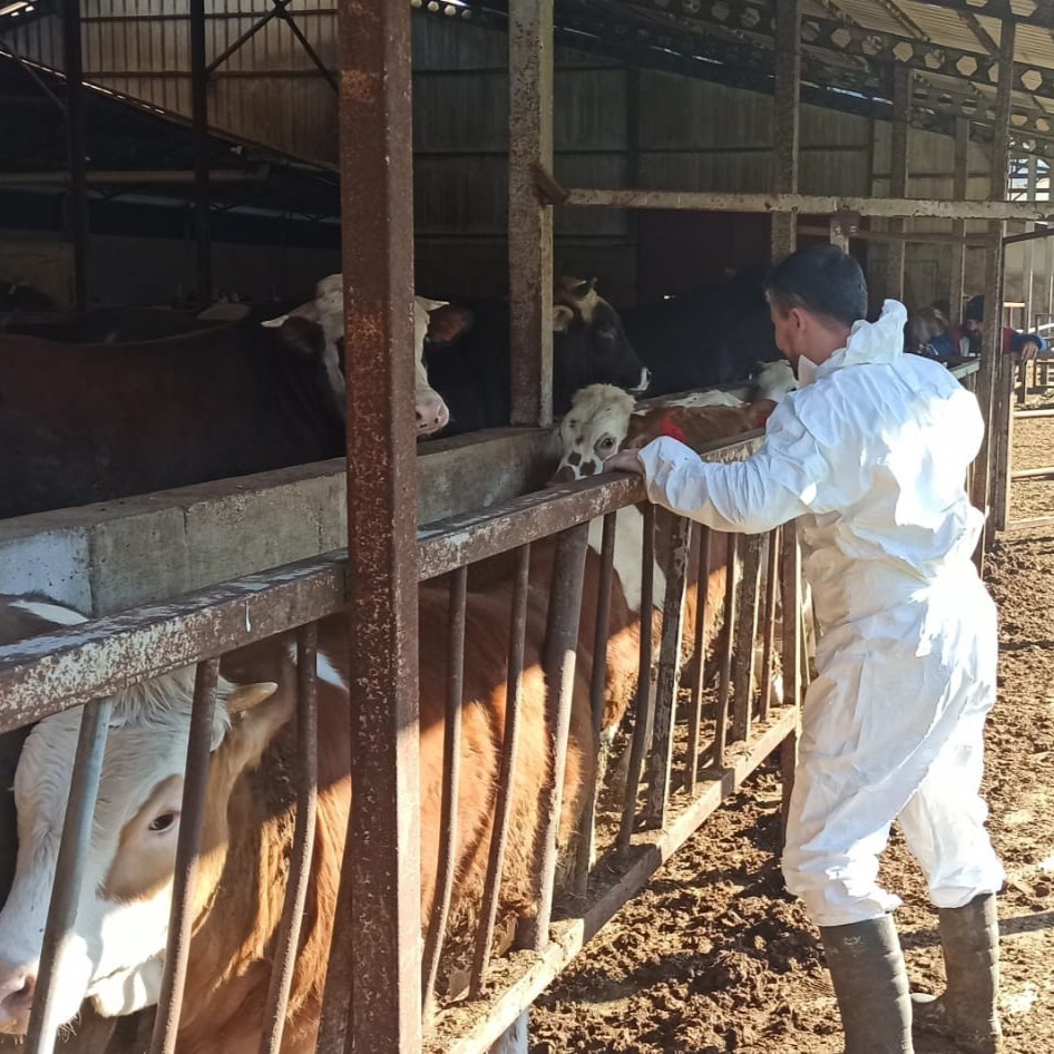 Hayvan sağlığı güvence altına alınıyor
