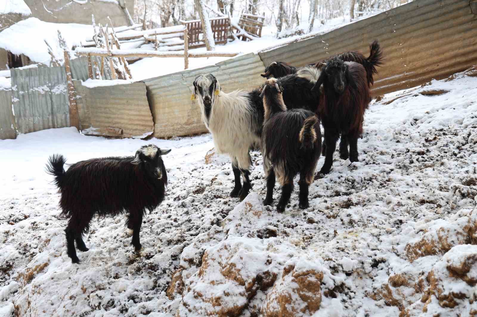 Hayvan üreticilerinin kurtlarla başı dertte
