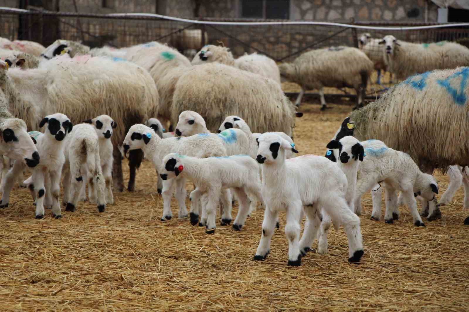 Hayvancılara kritik uyarı: Kuzu ve buzağı bakımında ilk saatler hayati önemde
