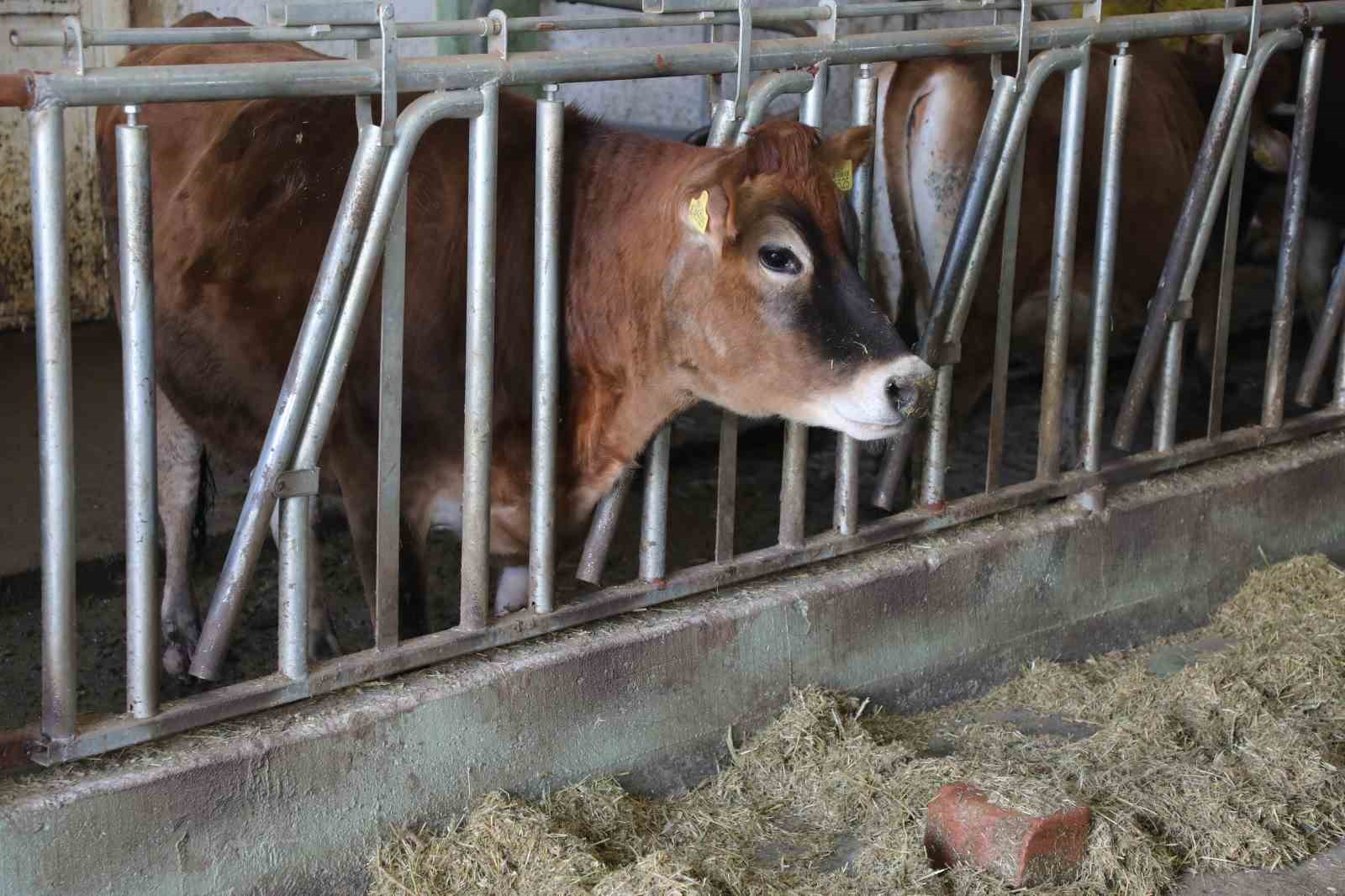 Hayvancılıkta örnek işletmenin ’Hastalıktan Ari Sertifikası’ yenilendi
