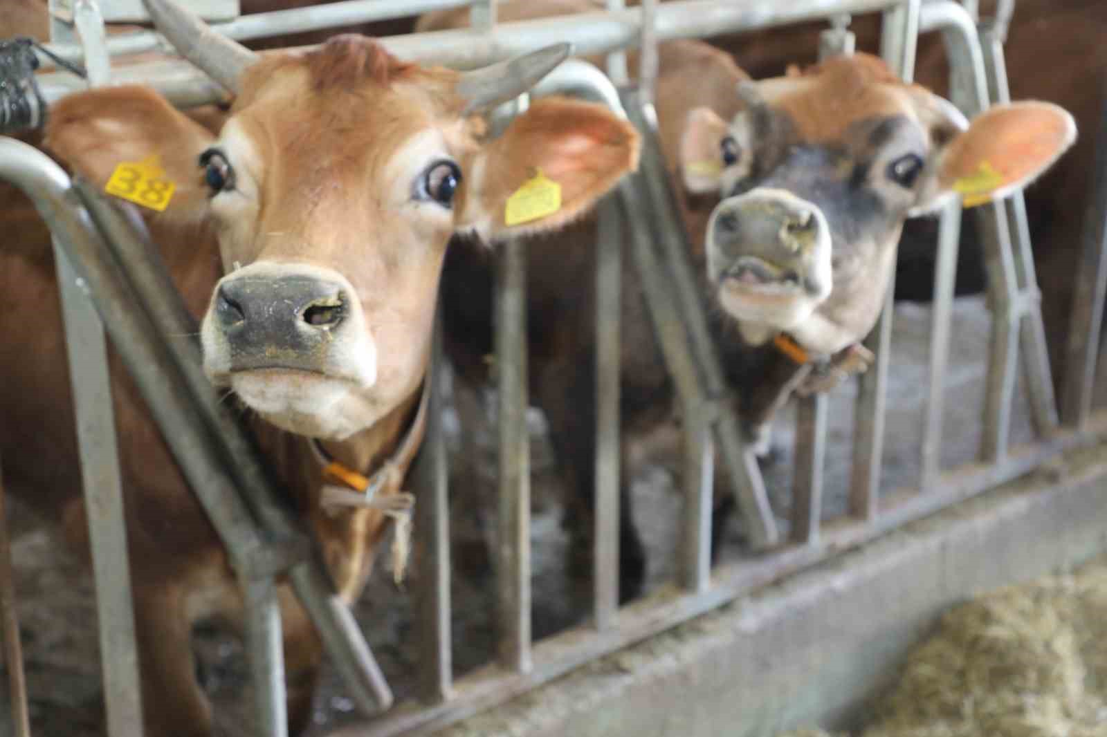 Hayvancılıkta örnek işletmenin ’Hastalıktan Ari Sertifikası’ yenilendi
