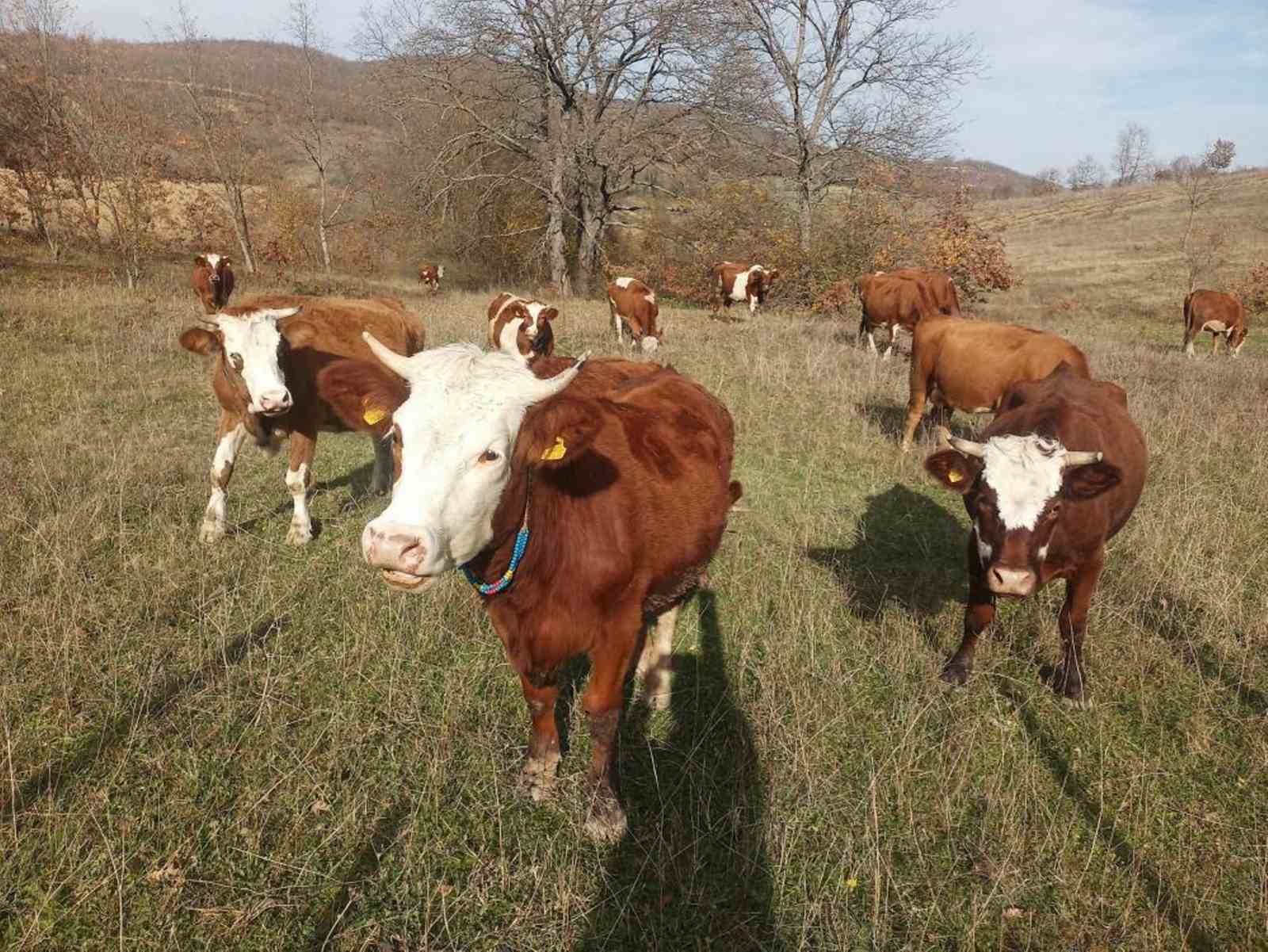 Hayvancılıkta Samsun farkı: 19 bin 495 manda ile ilk sırada
