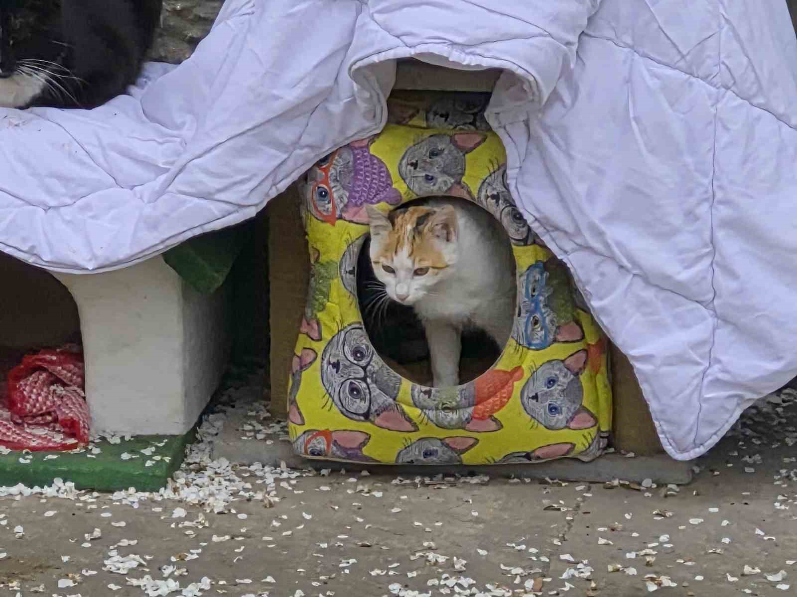 Hayvanseverlerin ilginç yazısı: "Kediler himayemiz altındadır"
