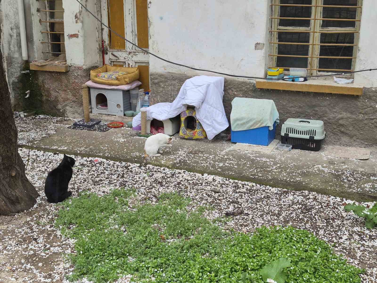 Hayvanseverlerin ilginç yazısı: "Kediler himayemiz altındadır"
