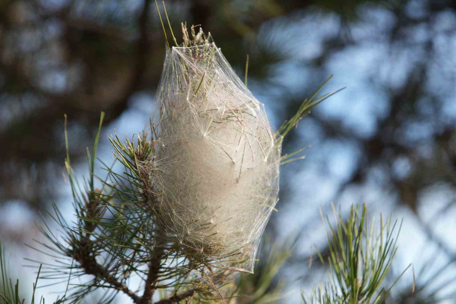 Hem ağaca hem insanlara zararı var: Samsun ormanlarında çam kese tırtılı istilası
