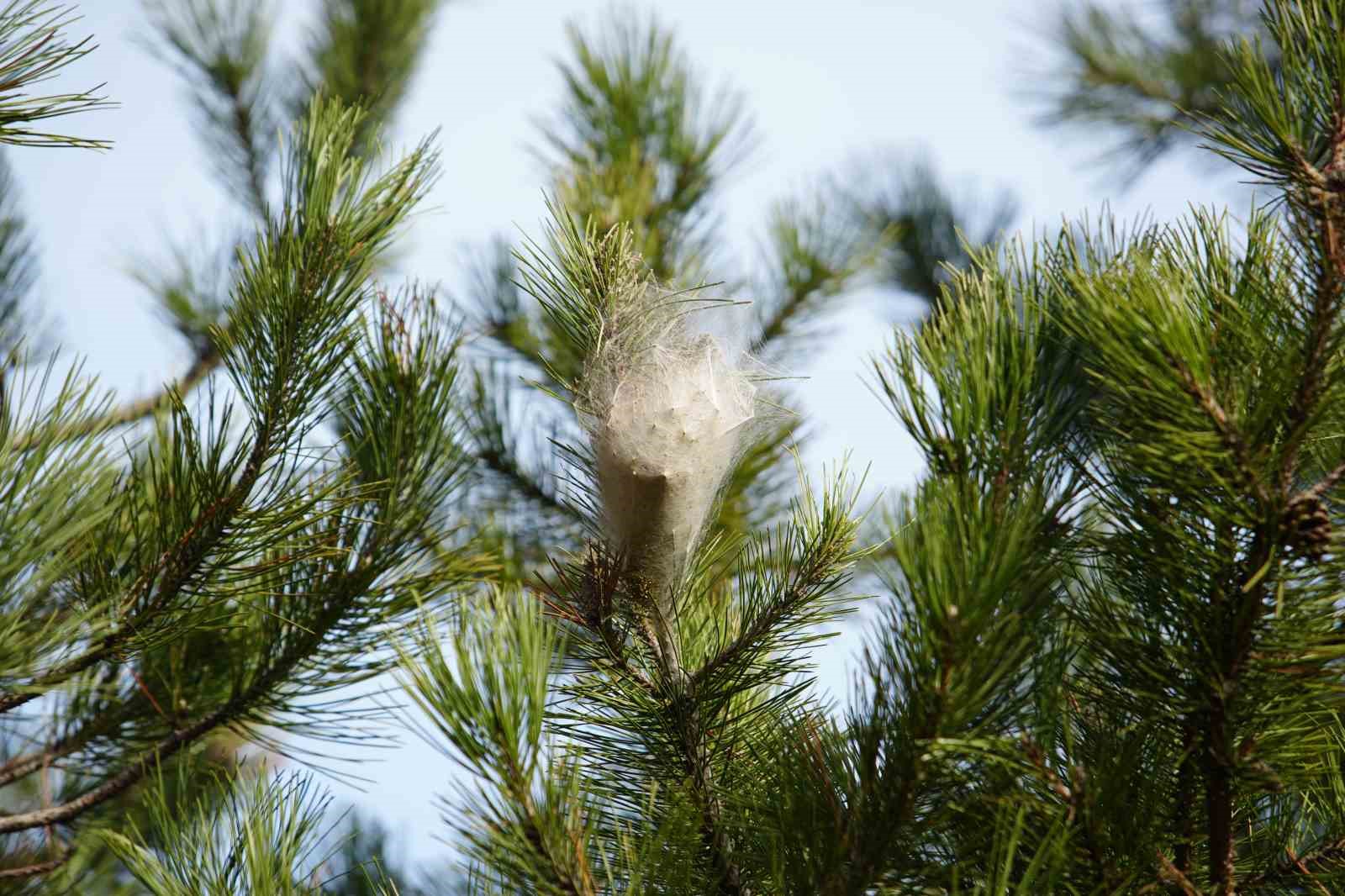Hem ağaca hem insanlara zararı var: Samsun ormanlarında çam kese tırtılı istilası
