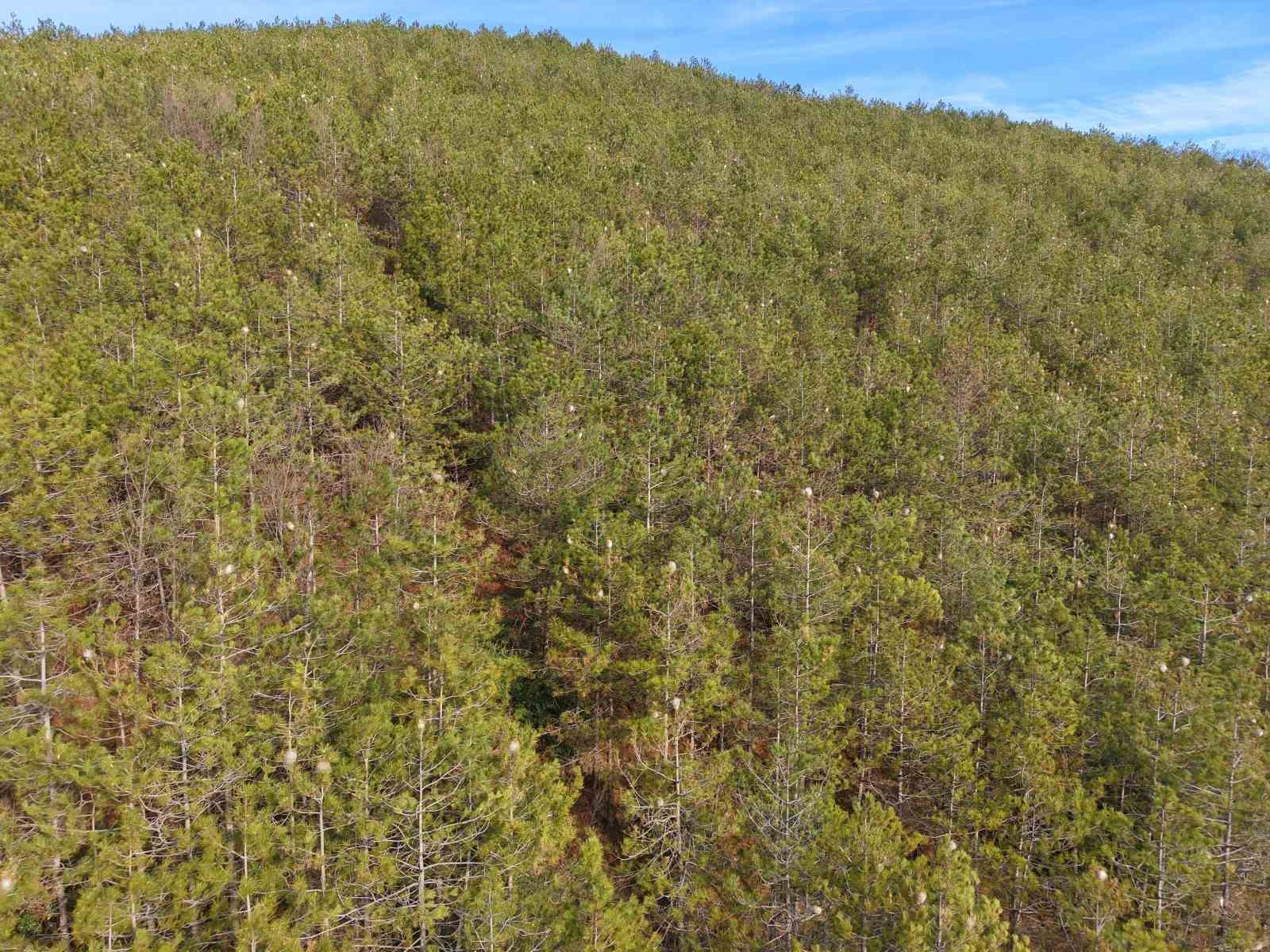 Hem ağaca hem insanlara zararı var: Samsun ormanlarında çam kese tırtılı istilası
