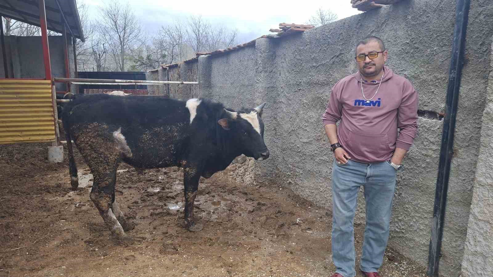 Heykeli gerçek sanıp kaçtı: Tosunun şaşkınlığı sosyal medyada gündem oldu
