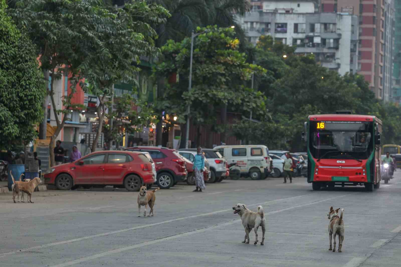 Hindistan’da 62 milyon sokak köpeği, sokakları işgal ediyor
Hindistan’da 62 milyon sokak köpeği, sokakları işgal ediyor