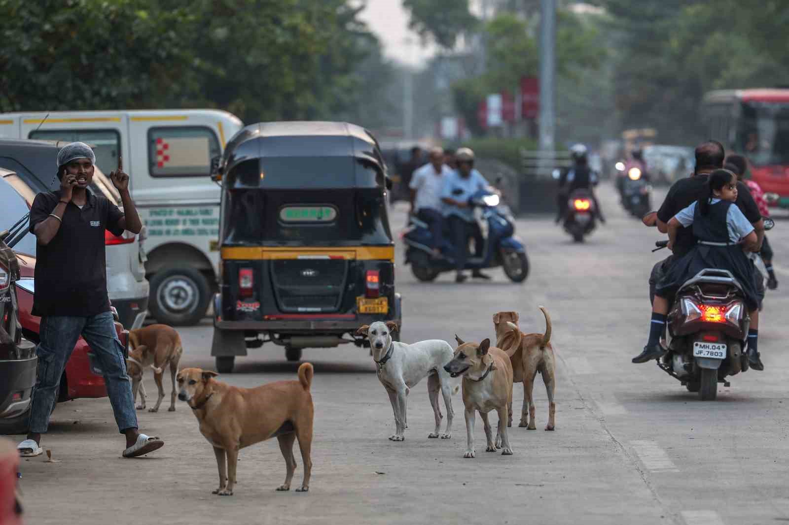 Hindistan’da 62 milyon sokak köpeği, sokakları işgal ediyor
Hindistan’da 62 milyon sokak köpeği, sokakları işgal ediyor