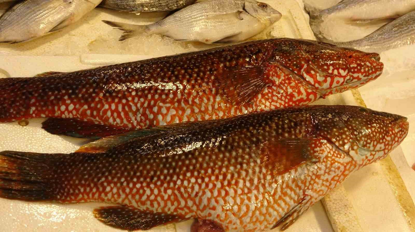 Hint Okyanusu’na özgü ‘portakal benekli lagos’ Mersin’de tezgaha çıktı
