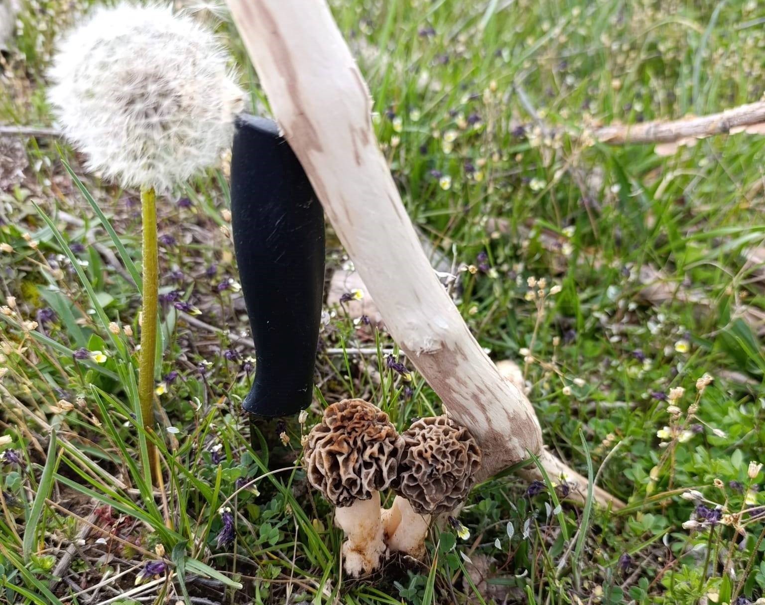 Hisarcık’ta kuzugöbeği sezonu açıldı
