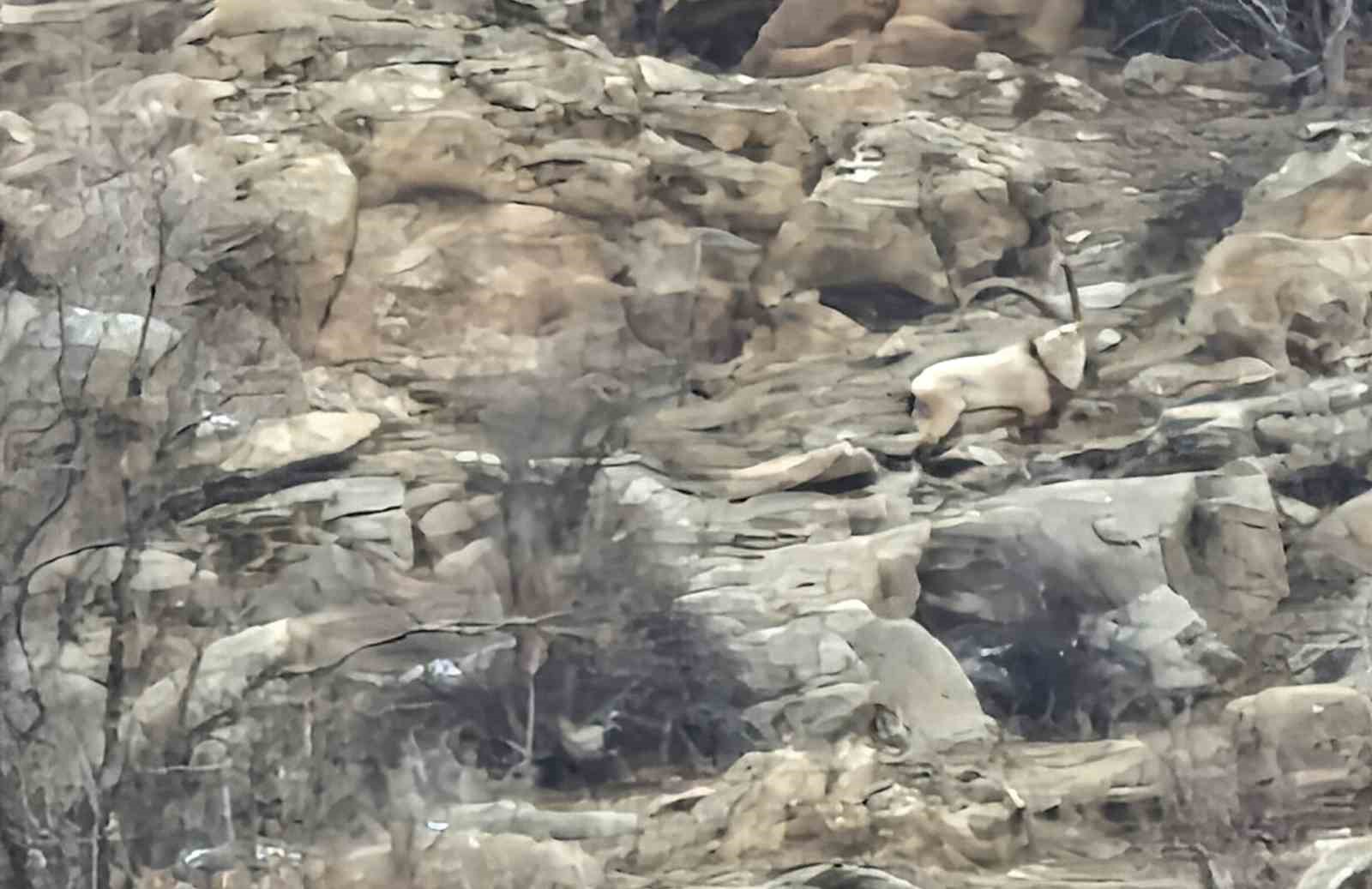 Hizan’da dağ keçileri sürü halinde görüntülendi
